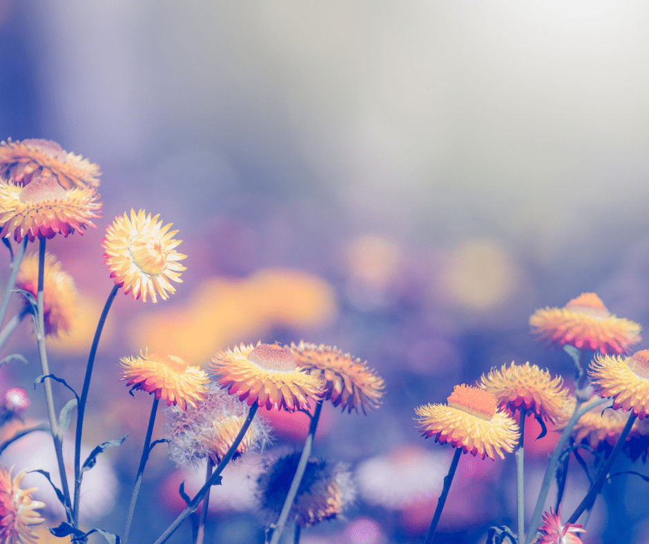 Untitled design (12)